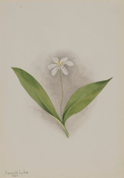 Queencup Clintonia uniflora, 1902. autorstwa Mary Vaux Walcott