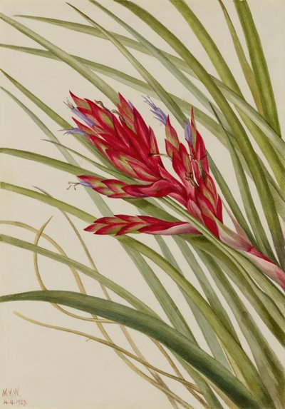 Tillandsia fasciculata (Tillandsia fasciculata) autorstwa Mary Vaux Walcott