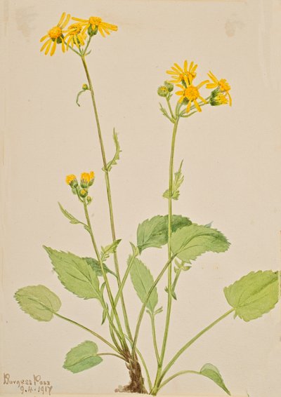 Ragwort Senecio burkei, 1917. autorstwa Mary Vaux Walcott