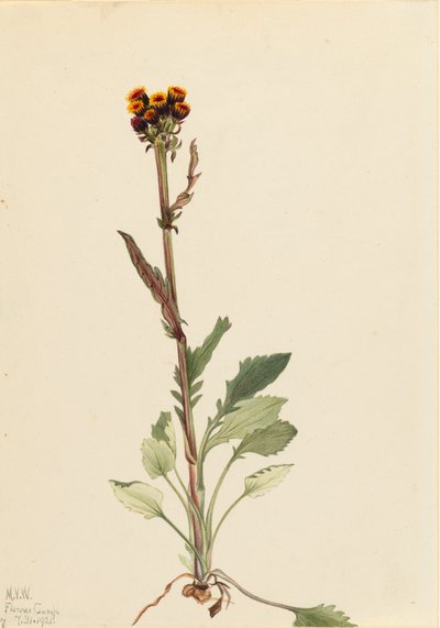 Rayless Groundsel Senecio pauciflorus, 1921. autorstwa Mary Vaux Walcott
