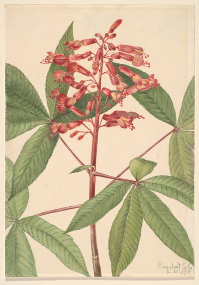 Pawia Czerwonego Buckeye Aesculus, 1918. autorstwa Mary Vaux Walcott
