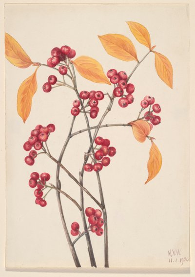 Aronia czerwona Aronia arbutifolia, 1920. autorstwa Mary Vaux Walcott