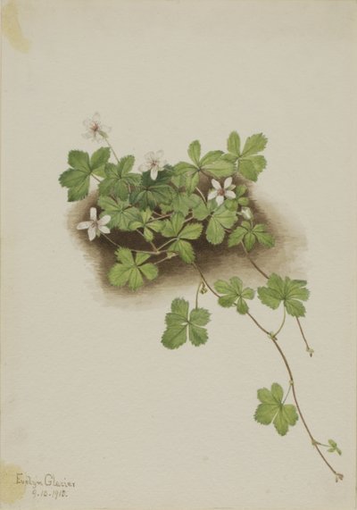 Jeżyna popielica (Rubus pedatus) autorstwa Mary Vaux Walcott