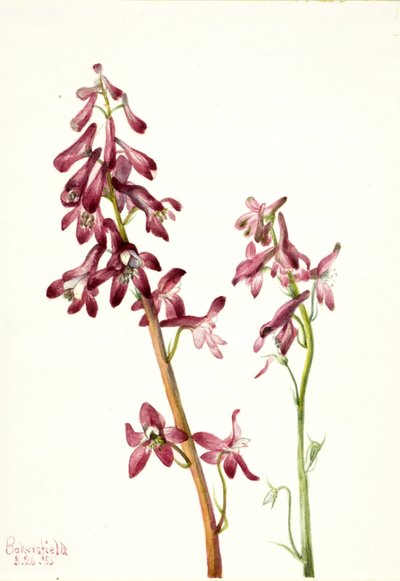Ostróżka czerwona (Delphinium nudicale) autorstwa Mary Vaux Walcott