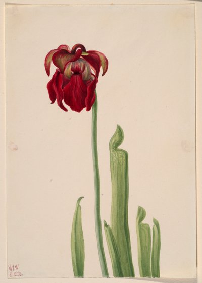 Dzbanecznik czerwony (Sarracenia jonesii) autorstwa Mary Vaux Walcott