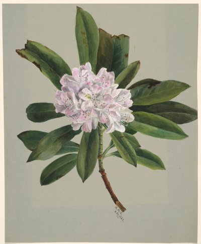 Różanecznik (Rhododendron maximum) autorstwa Mary Vaux Walcott