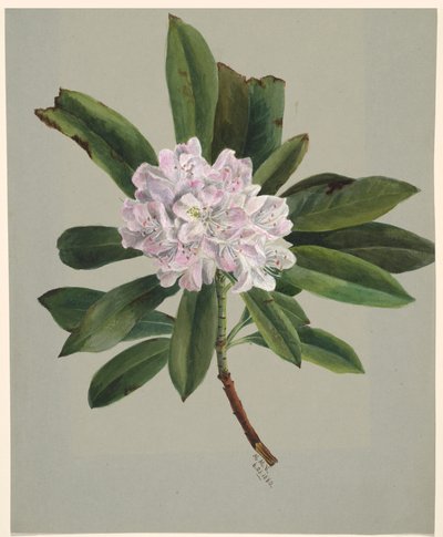 Rhododendron Rhododendron maksimum, 1880. autorstwa Mary Vaux Walcott