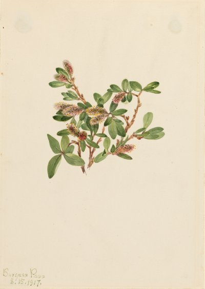 Rock Willow Salix pettrophila, 1917. autorstwa Mary Vaux Walcott