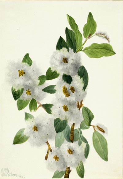 Kamizelka Rock Willow Salix, 1934. autorstwa Mary Vaux Walcott