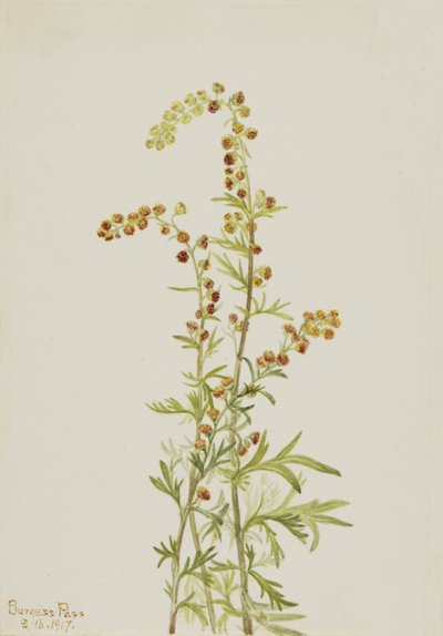Rock Wormwood Artemisia odbarwiony, 1917. autorstwa Mary Vaux Walcott