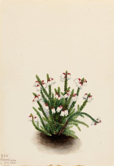 Kasjopeja górska (Cassiope mertensiana) autorstwa Mary Vaux Walcott