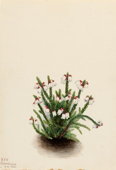 Skalista Góra Cassiope Cassiope mertensiana, 1924. autorstwa Mary Vaux Walcott
