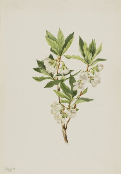 Różanecznik górski (Rhododendron albiflorum) autorstwa Mary Vaux Walcott