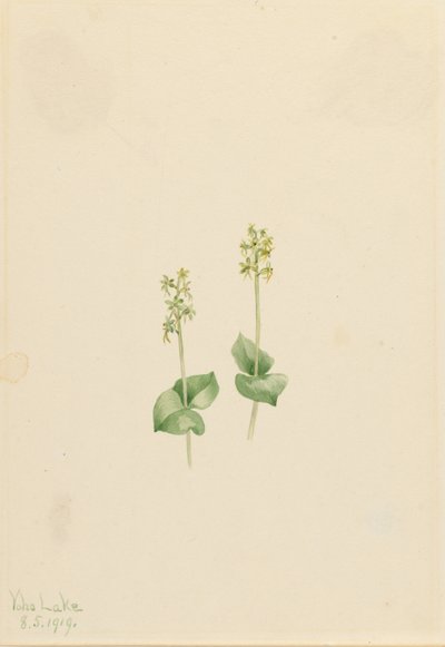 Ophrys necrophylla) autorstwa Mary Vaux Walcott