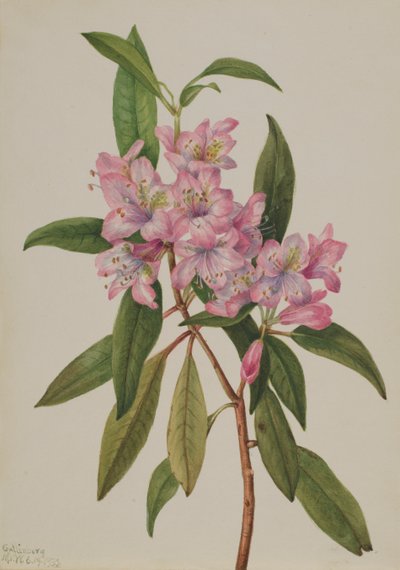 Rose-Bay Rhododendron Rhododendron carolinianum, 1932. autorstwa Mary Vaux Walcott