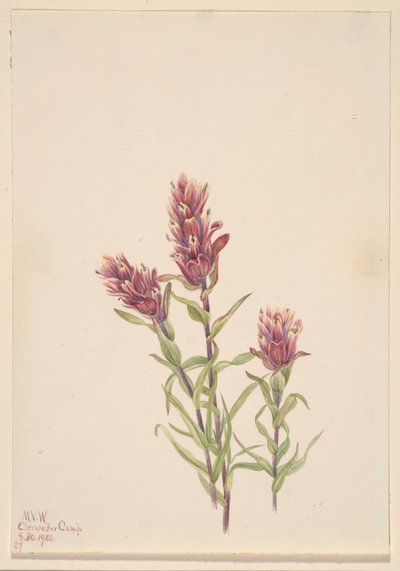 Pędzel różany (Castilleja pallida) autorstwa Mary Vaux Walcott