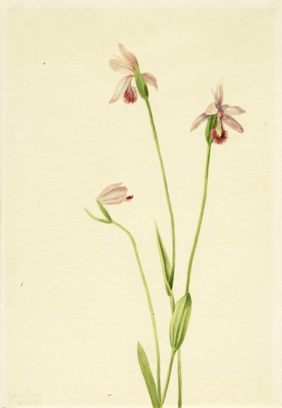 Róże Pogonia (Pogonia ophioglossoides) autorstwa Mary Vaux Walcott