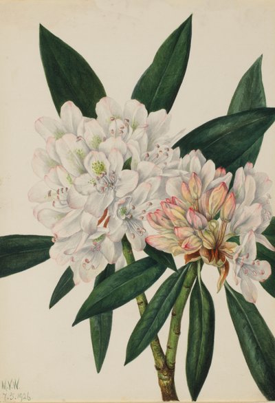 Rosebay Rhododendron Rhododendron maksimum, 1926. autorstwa Mary Vaux Walcott