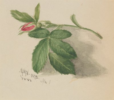 Rosebud autorstwa Mary Vaux Walcott