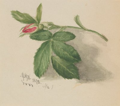 Rosebud, 1872. autorstwa Mary Vaux Walcott