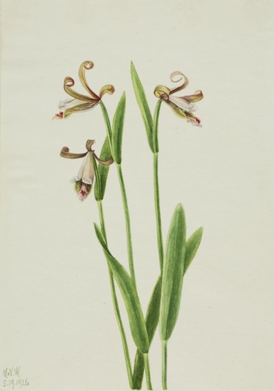 Storczyk Różany Pogonia Dewarikat, 1926. autorstwa Mary Vaux Walcott
