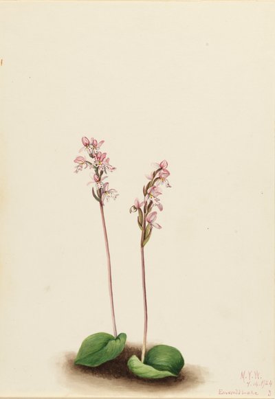 Orchis okrągłolistny Orchis rotundifolia, 1924. autorstwa Mary Vaux Walcott