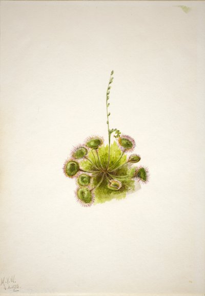 Rosiczka okrągłolistna (Drosera rotundifolia) autorstwa Mary Vaux Walcott