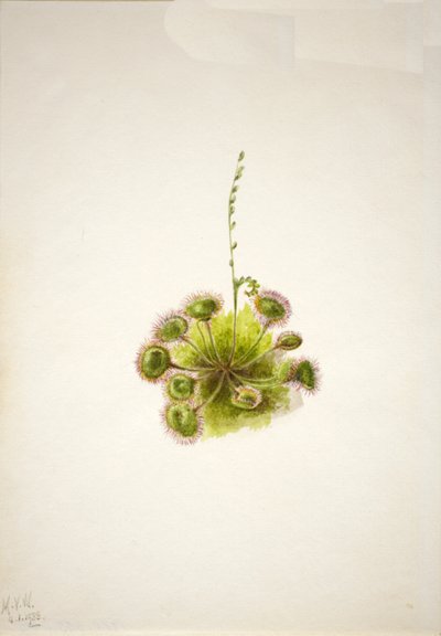 Rosiczka okrągłolistna Drosera rotundifolia, 1933. autorstwa Mary Vaux Walcott