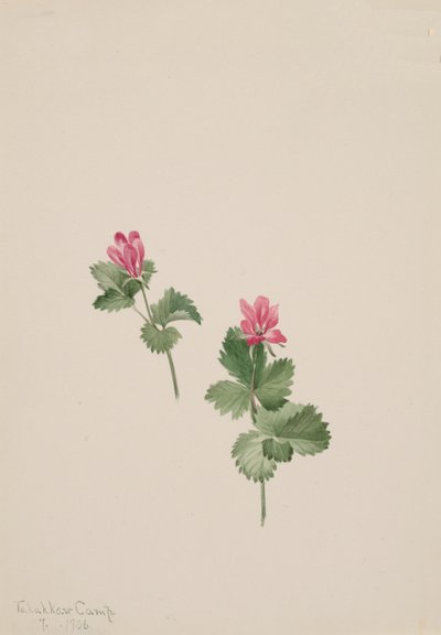 Arktyczny krzak, 1881. autorstwa Mary Vaux Walcott