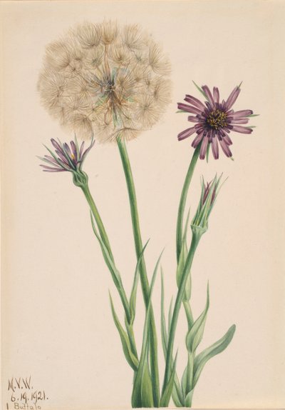 Salsefia Tragopogon porrifolius, 1921. autorstwa Mary Vaux Walcott