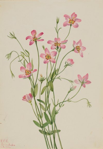 Słone bagno Rosegentian Sabbatia stellaris, 1926. autorstwa Mary Vaux Walcott