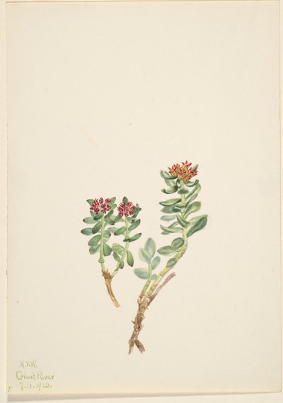 Sanifoiga adscendeus autorstwa Mary Vaux Walcott