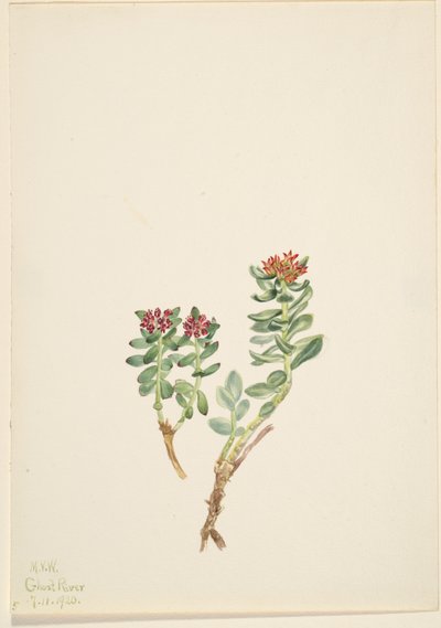 Sanifoiga wznosząca się, 1920 r. autorstwa Mary Vaux Walcott
