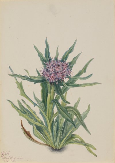 Saussurea (Saussurea densa) autorstwa Mary Vaux Walcott