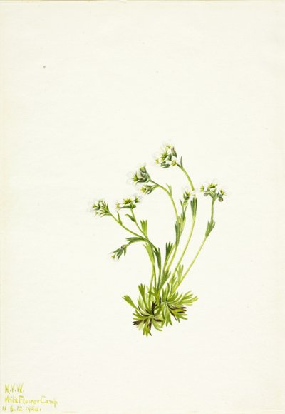 Skalnica (Saxifraga caespitosa) autorstwa Mary Vaux Walcott