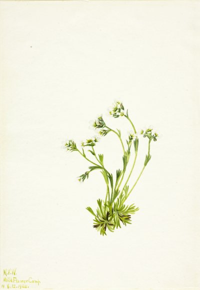 Skalnica Saxifraga caespitosa, 1924. autorstwa Mary Vaux Walcott