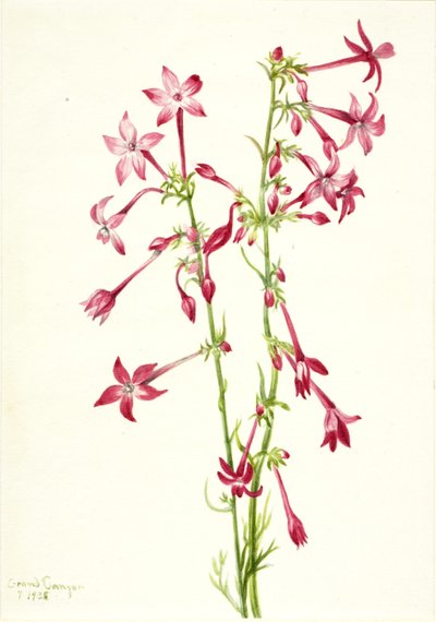 Gilia szkarłatna (Gilia aggregata) autorstwa Mary Vaux Walcott