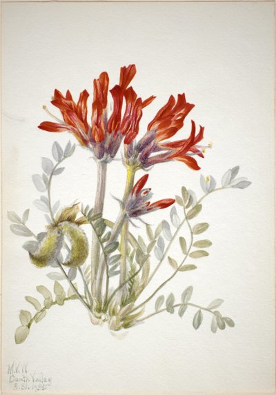 Szkarłatne Loco (Astragalus coccineus) autorstwa Mary Vaux Walcott