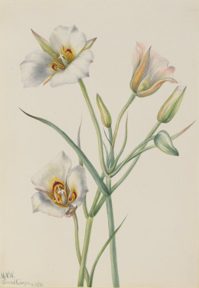 Sego Lily (Calochortus nuttallii) autorstwa Mary Vaux Walcott
