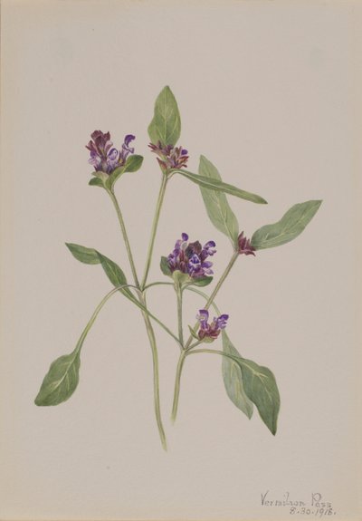 Samoleczenie (Prunella vulgaris) autorstwa Mary Vaux Walcott