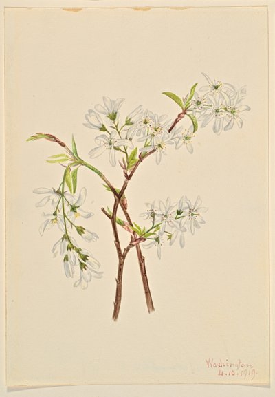 Amelianchier podłużny (Amelianchier oblongifolia) autorstwa Mary Vaux Walcott
