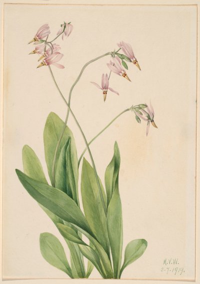 Spadająca gwiazda (Dodecatheon meadia) autorstwa Mary Vaux Walcott