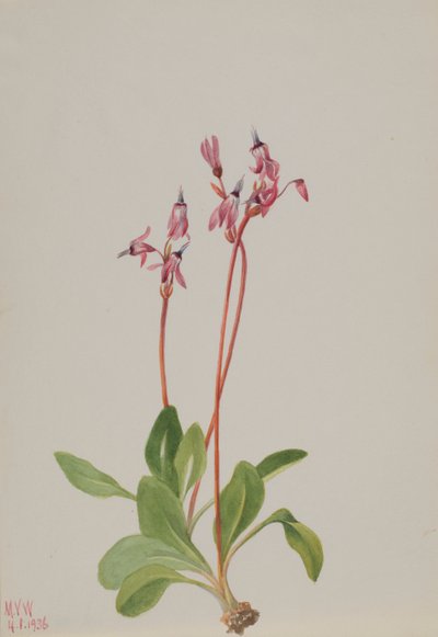 Spadająca gwiazda Dodecatheon hendersonii, 1936. autorstwa Mary Vaux Walcott