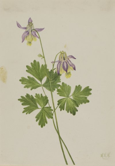 Orlik pospolity (Aquilegia brevistyla) autorstwa Mary Vaux Walcott