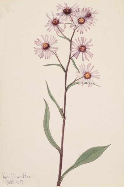 Aster efektowny Aster efektowny, 1917. autorstwa Mary Vaux Walcott