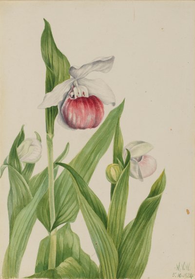 Cyprysik nutkajski (Cypripedium reginae) autorstwa Mary Vaux Walcott