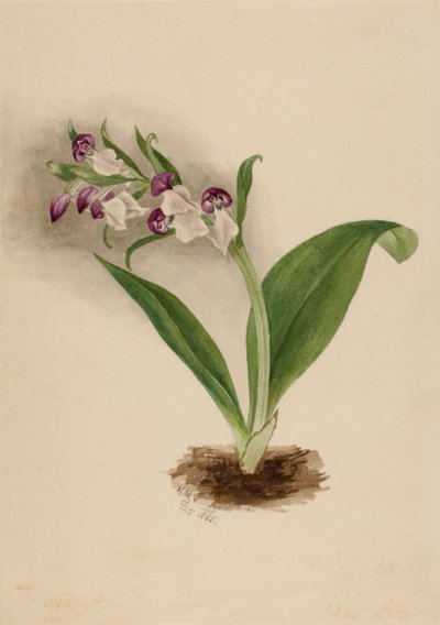 Efektowne storczyki Orchis spectabilis, 1885. autorstwa Mary Vaux Walcott
