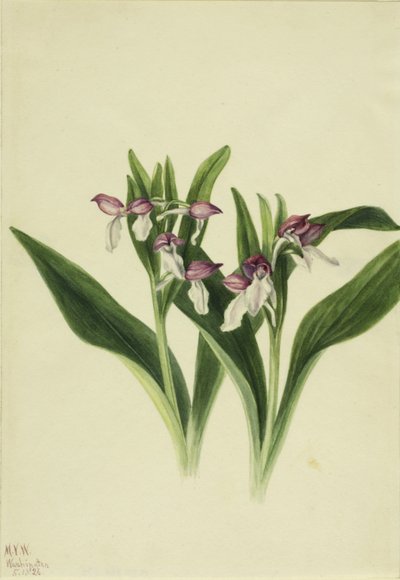Storczyk okazały (Orchis spectabilis) autorstwa Mary Vaux Walcott