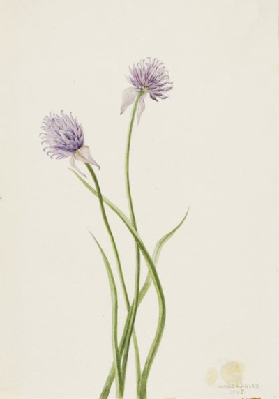 Cebula syberyjska Allium sibericum, 1903. autorstwa Mary Vaux Walcott
