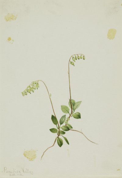 Pyrola boczna (Pyrola secunda) autorstwa Mary Vaux Walcott